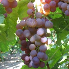 Druif Chasselas Rosé