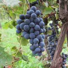 Vitis Apirena Nera - Pitloze druif
