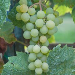 Vitis Apirena Bianca - Pitloze druif