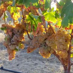 Vitis Apirena Rossa - Pitloze druif