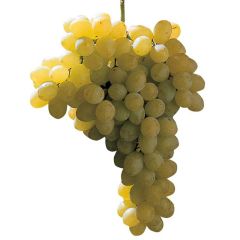 Vitis Sultanina Bianca - Pitloze druif