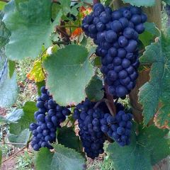 Vitis Boskoop Glory - Wijnstok