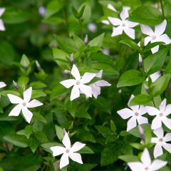 Vinca major Alba - Grote maagdenpalm