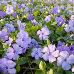 Vinca minor Flower Power - Kleine maagdenpalm