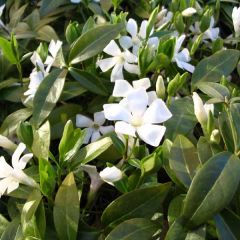 Vinca minor Gertrude Jekyll - Kleine maagdenpalm
