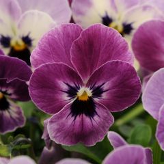 Viola cornuta Sorbet XP Raspberry