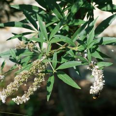 Vitex agnus-castus Albus - Kuise boom