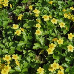 Waldsteinia ternata - Goudaardbei