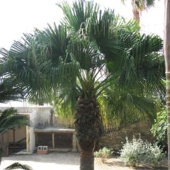 Washingtonia filifera - Waaierpalm