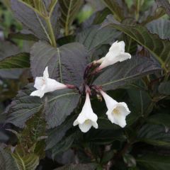 Weigelia florida Ebony and Ivory - Chinese weigelia