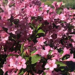 Weigelia florida Pink Poppet - Chinese weigelia