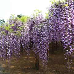 Wisteria floribunda Macrobotrys - Blauweregen
