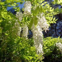 Wisteria sinensis Alba - Blauweregen wit