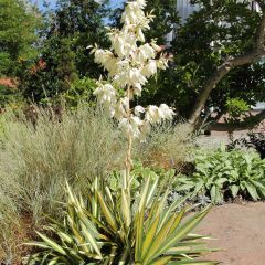 Yucca filamentosa Colour Guard - Palmlelie