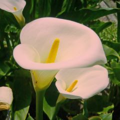 Zantedeschia aethiopica Pink Mist - Witte aronskelk