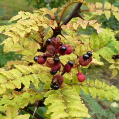 Zanthoxylum piperitum - Japanse peperboom