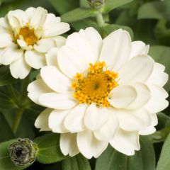Zinnia Zahara Double White - Zahara-bloem