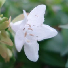 Glanzende abelia Francis Mason
