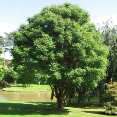 Acer griseum - papieresdoorn