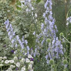 Aconitum Stainless Steel - Monnikskap