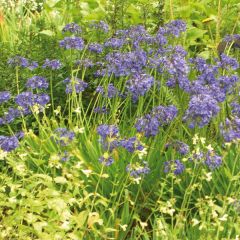 Agapanthus Headbourne Blue - Afrikaanse lelie