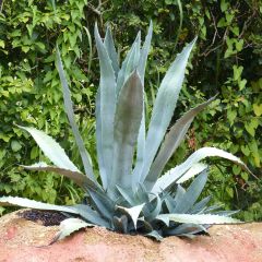 Agave americana - Honderdjarige aloë