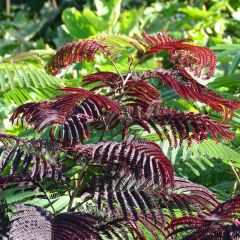 Albizia julibrissin Summer Chocolate - Perzische slaapboom