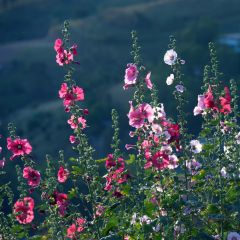 Alcea rosea Simplex - Stokroos