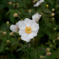 Anemone Andrea Atkinson - Herfstanemoon