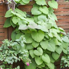 Aristolochia macrophylla - Grote pijpbloem