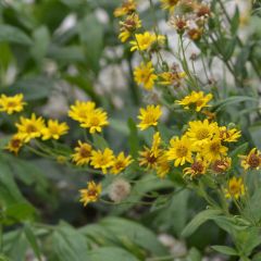Valkruid  - Arnica montana (zaad)