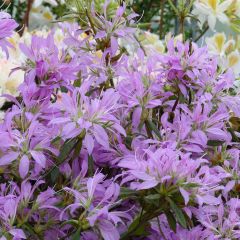 Rhododendron macrosepalum Koromo Shikibu - Japanse azalea
