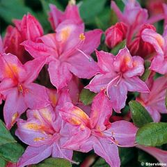 Rhododendron viscosum Jolie Madame - Azalea mollis