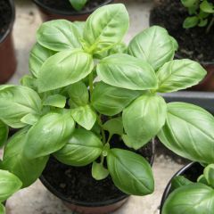 Basilicum Genovese BIO