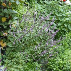 Kampferbasilicum Magic Mountain (jonge planten)