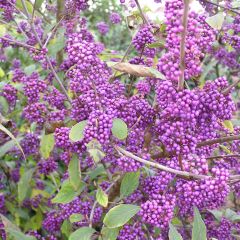 Callicarpa bodinieri var. giraldii Profusion - Schoonvrucht