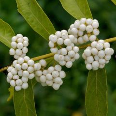 Callicarpa dichotoma Albibacca - Schoonvrucht