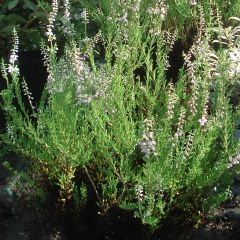 Calluna vulgaris Spring Torch - Zomerheide