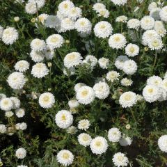 Chamaemelum nobile Ligulosum - Roomse kamille