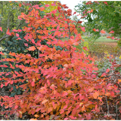 Carpinus betulus Rockhampton Red - Haagbeuk