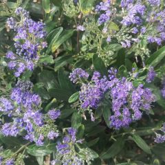 Caryopteris clandonensis Petit Bleu - Blauwe spirea