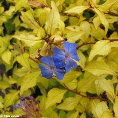 Ceratostigma Sapphire Ring - Loodkruid