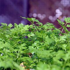 Echte kervel BIO - Anthriscus cerefolium