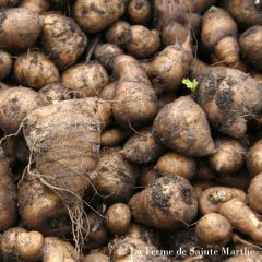 Knolkervel BIO Ferme de Sainte Marthe - Chaerophyllum bulbosum