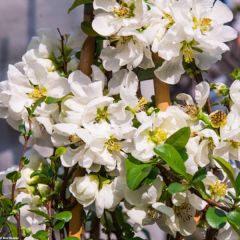 Chaenomeles superba Jet Trail - Chinese sierkwee