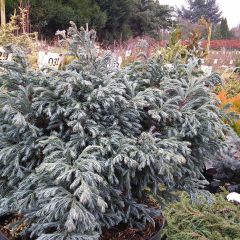Chamaecyparis pisifera Boulevard - Schijncipres