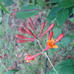 Lonicera brownii Dropmore Scarlet - Kamperfoelie