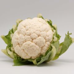 Bloemkool Thabor (jonge planten in kweekpotjes)