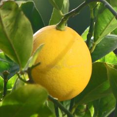 Meyer-citroen - Citrus x meyeri