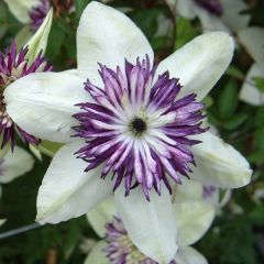Clematis florida Sieboldii - bosrank